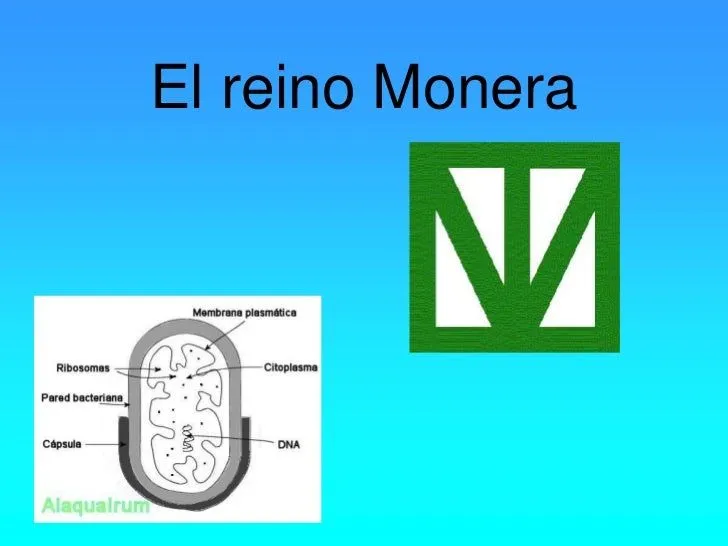 Trabajo Del Reino Monera