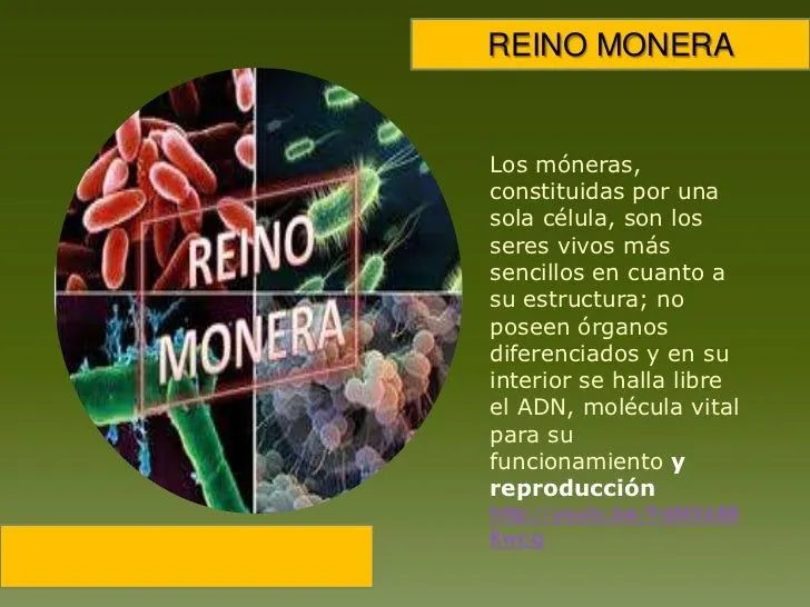 Reino monera