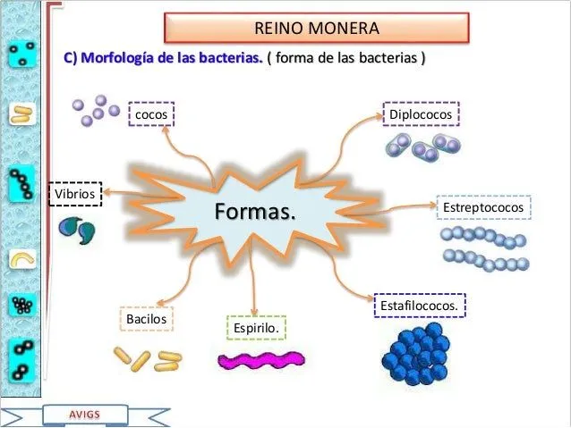 Reino monera ...avigs