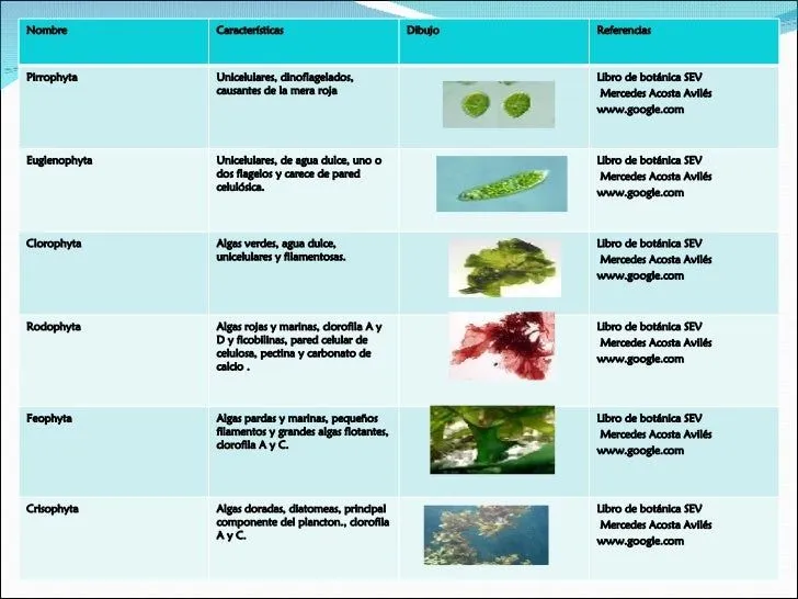 Reino Plantae