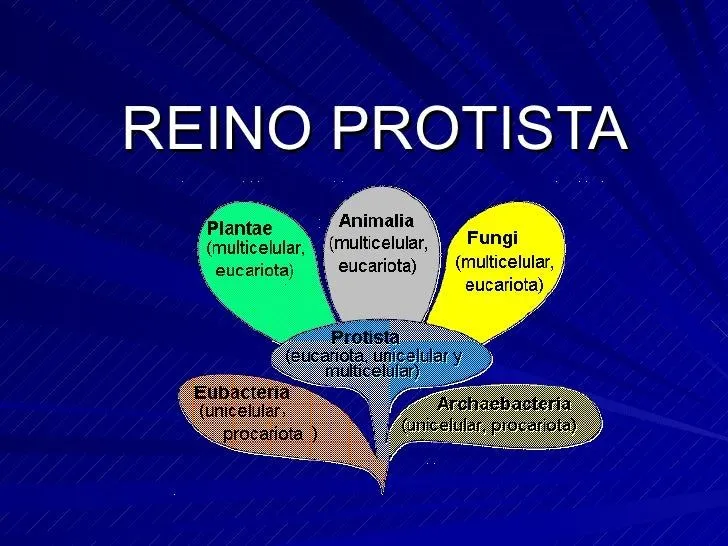 Reino protista