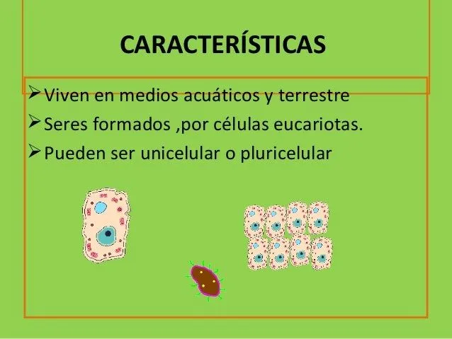 REINO PROTISTA