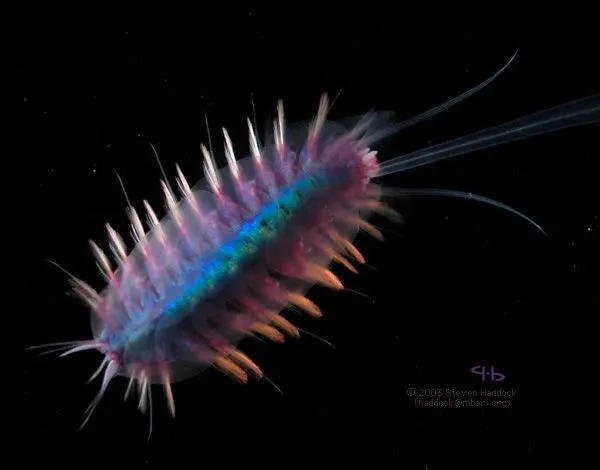 Reino Protista: ¿POR QUÉ SON TAN IMPORTANTES LOS PROTISTAS EN ...