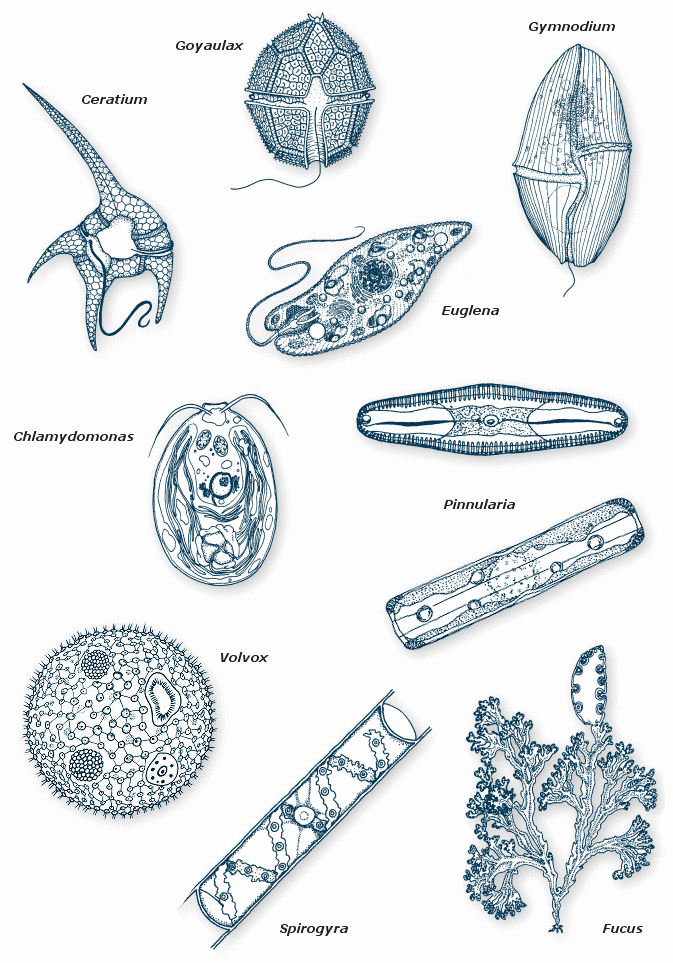 Reino protista algas para colorear - Imagui