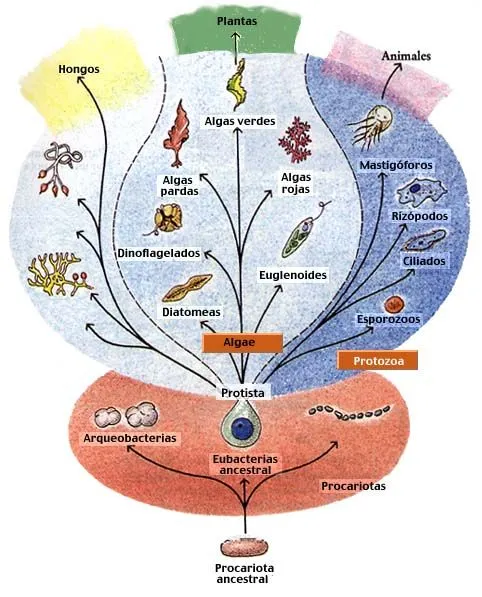 APB2 - TEORÍAS DEL ORIGEN DE LOS EUCARIONTES