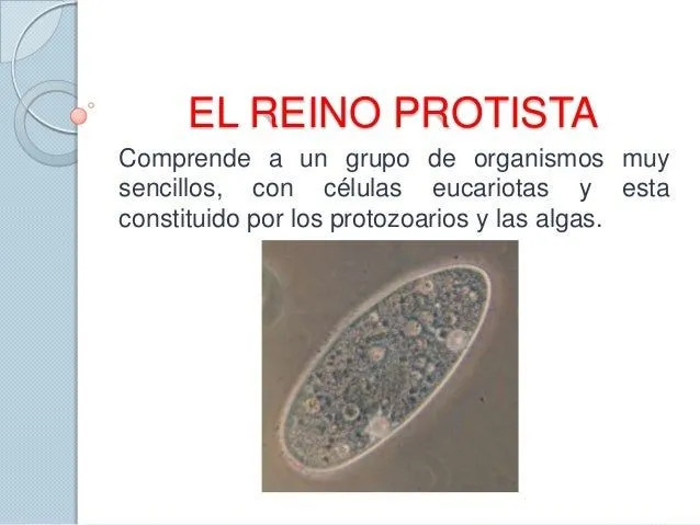 Reino protista y fungi