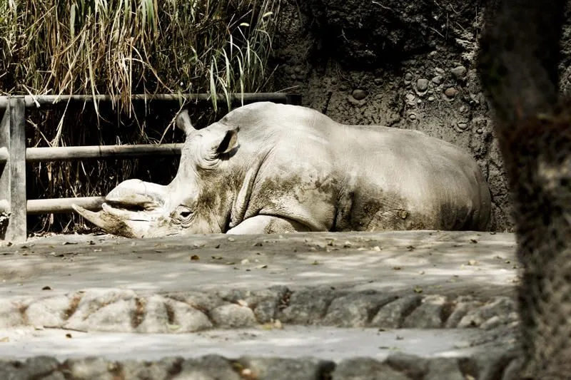 El reino de la sabana: Zoológico de Chapultepec El reino de la sabana: Zoológico de Chapultepec