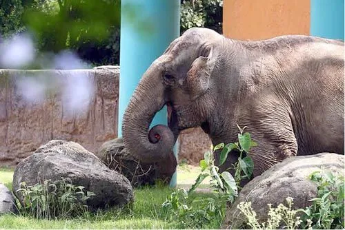 El reino de la sabana: Zoológico de Chapultepec