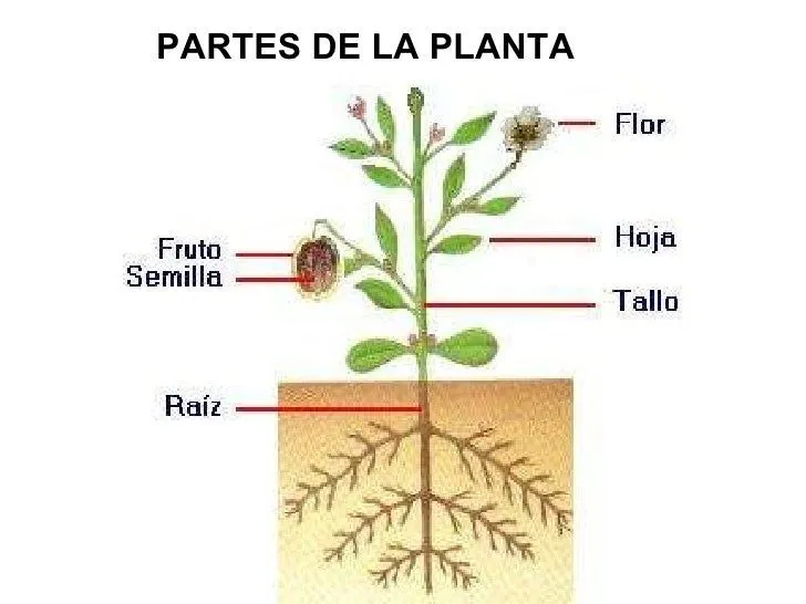 reino-vegetal-3-728.jpg?cb= ...
