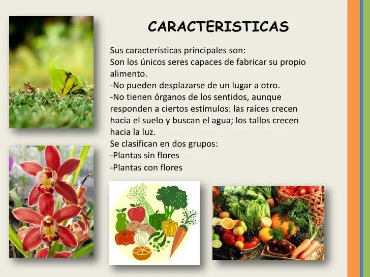 reino-vegetal-4-728.jpg?cb= ...