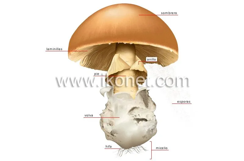 reino vegetal > hongo > anatomía de un hongo imagen - Diccionario ...