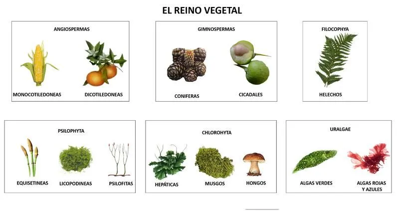 Reino Vegetal (Plantae) ~ ~* Jardin Botanico Reino Vegetal (Plantae) ~ ~* Jardin Botanico