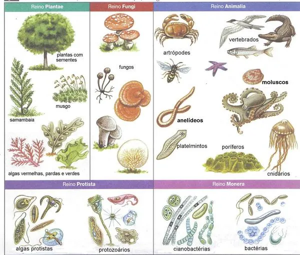 REINOS DE LA BIOLOGIA: REINO PROTISTA