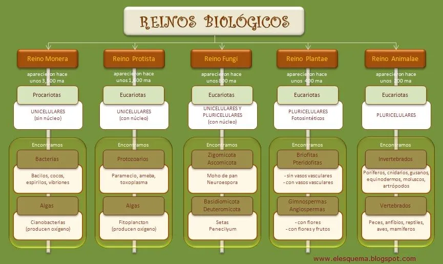 Los Reinos Biológicos | Esquemas, diagramas, gráficos y mapas ...