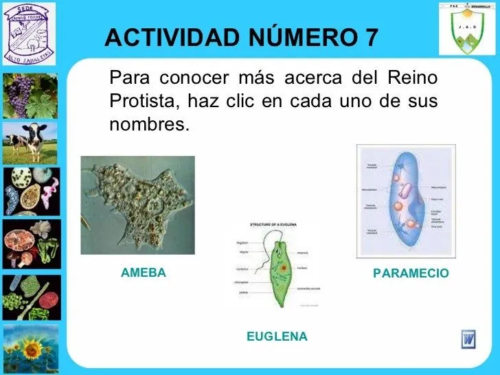 Reinos En Que Se Han Clasificado Los Seres De La Naturaleza