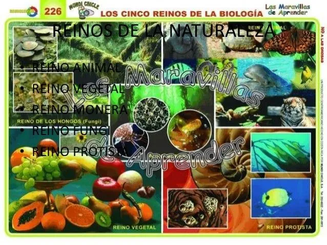 reinos-de-la-naturaleza-6-638. ...