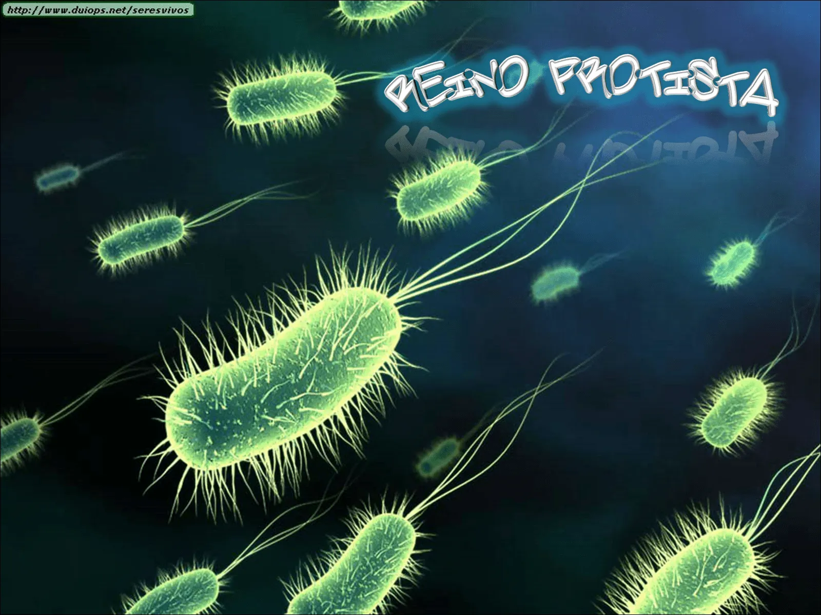 REINOS MONERA, PROTISTA, FUNGI, ANIMALIA,