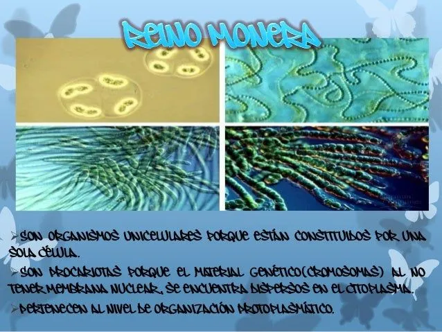 LOS REINOS DE LA NATURALEZA