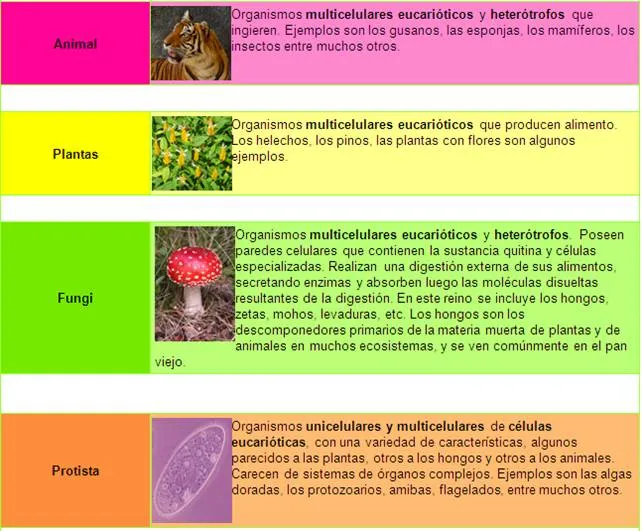 Los reinos de la vida - Monografias.com