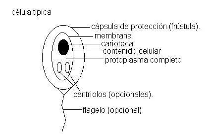 Los reinos de la vida (página 2) - Monografias.com Los reinos de la vida (página 2) - Monografias.com