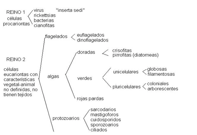 Los reinos de la vida (página 3) - Monografias.