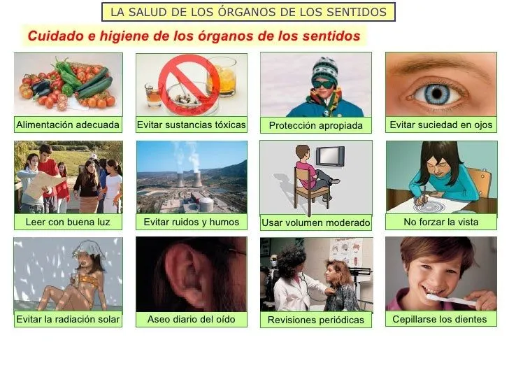 Relación y coordinación humana ii los sentidos y el aparato locomotor… Relación y coordinación humana ii los sentidos y el aparato locomotor…