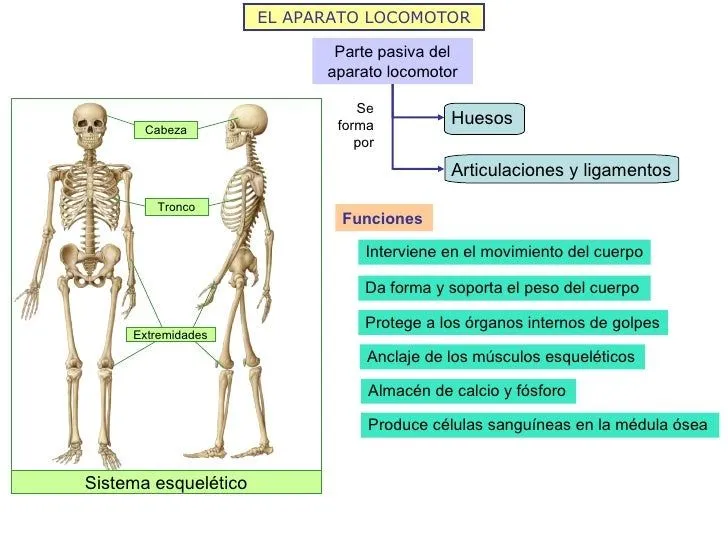 Relación y coordinación humana ii los sentidos y el aparato locomotor… Relación y coordinación humana ii los sentidos y el aparato locomotor…