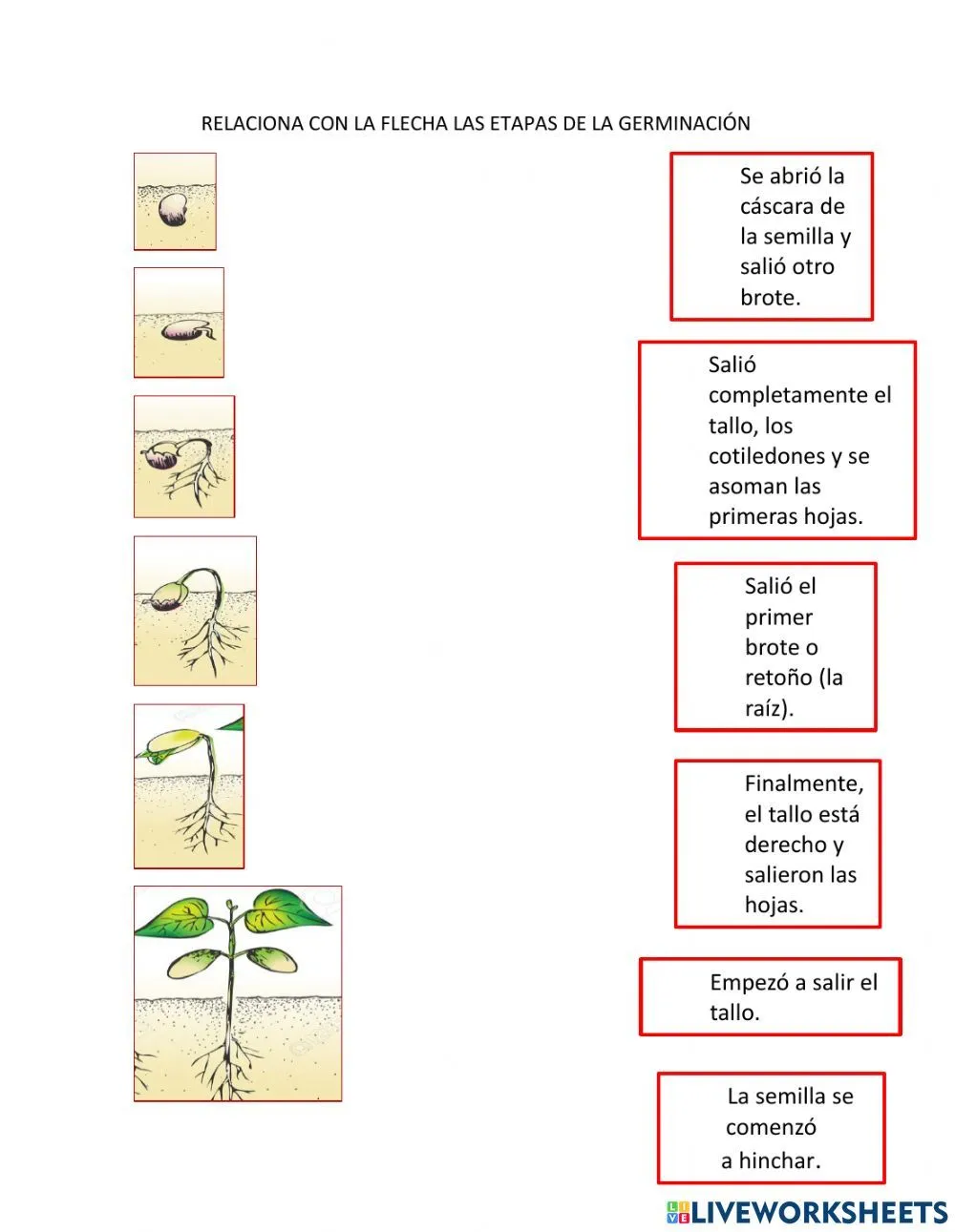 Relaciona con las flechas las etapas de la germinación worksheet | Ciencias de la naturaleza, Modelos de diplomas, Sistemas del cuerpo humano Relaciona con las flechas las etapas de la germinación worksheet | Ciencias de la naturaleza, Modelos de diplomas, Sistemas del cuerpo humano