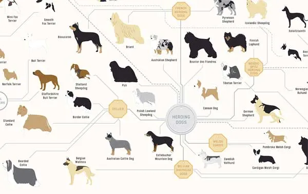 Imagen de todas las razas de perros con su nombre - Imagui