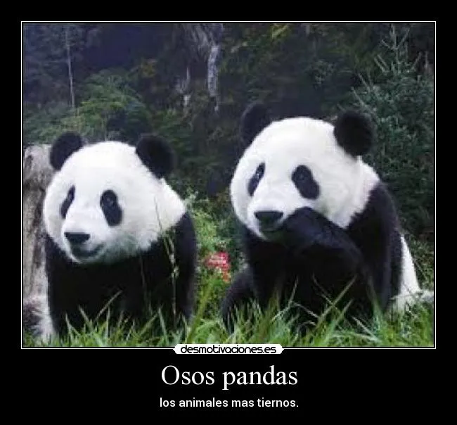 Osos pandas | Desmotivaciones
