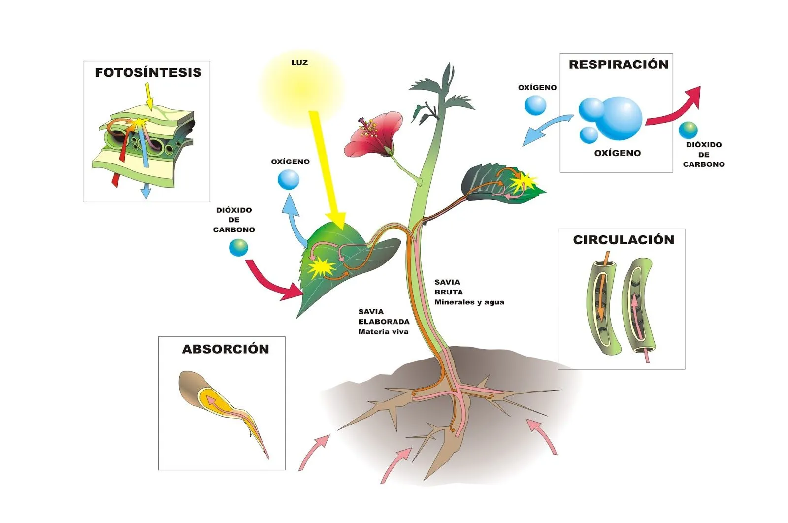 Los relatos de Samid: Plantas. Fotosíntesis y respiración. Los relatos de Samid: Plantas. Fotosíntesis y respiración.
