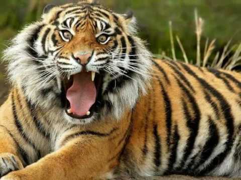 RELAX-SONIDOS DE LA SELVA-ANIMALES SALVAJES.wmv - YouTube