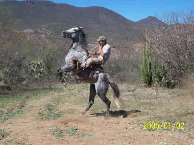 Fotos de caballos relinchando - Imagui