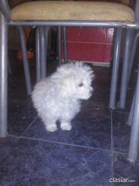 Remato vendo caniche mini toy macho 3 meses de edad urgentísimo ... Remato vendo caniche mini toy macho 3 meses de edad urgentísimo ...