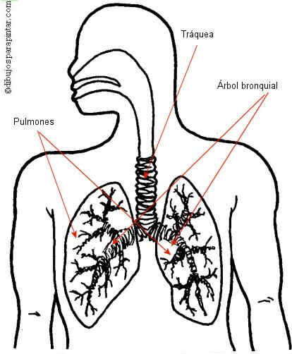 bronquios.jpg