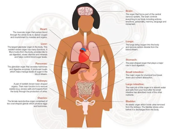 Foto organi interni corpo umano - Imagui