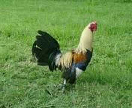 El Rengo del Gallo Giro - YouTube