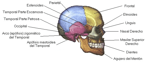 Partes del craneo dibujo - Imagui