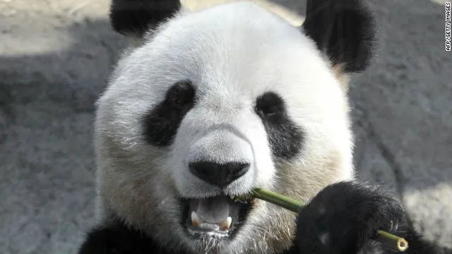 Report: Panda may have faked pregnancy for more food - CNN.com Report: Panda may have faked pregnancy for more food - CNN.com