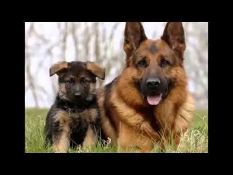 reportaje sobre pastor aleman y belga malinois - YouTube reportaje sobre pastor aleman y belga malinois - YouTube