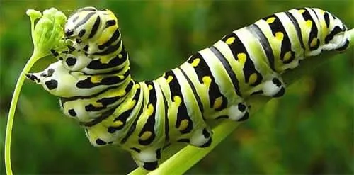 Reportajes para niños - De la oruga a la mariposa Reportajes para niños - De la oruga a la mariposa