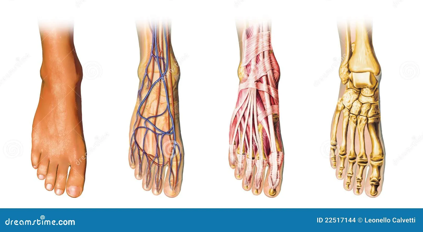 Representación Del Corte De La Anatomía Del Pie Humano. Imagenes ... Representación Del Corte De La Anatomía Del Pie Humano. Imagenes ...