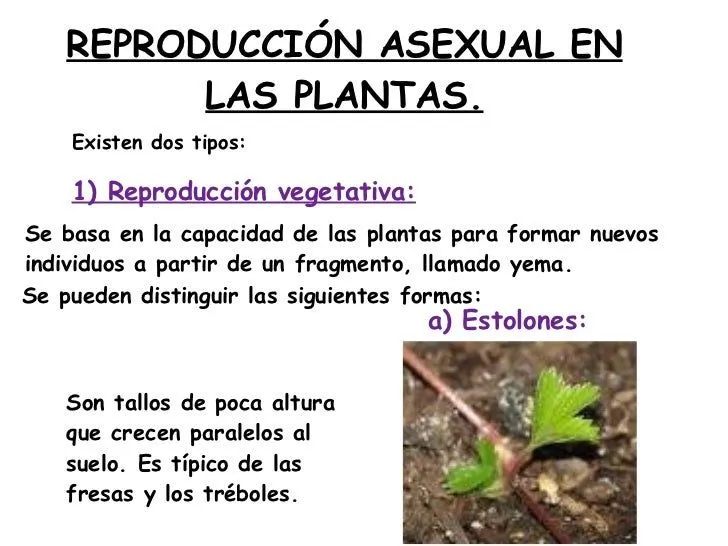 reproduccin-asexual-en- ...