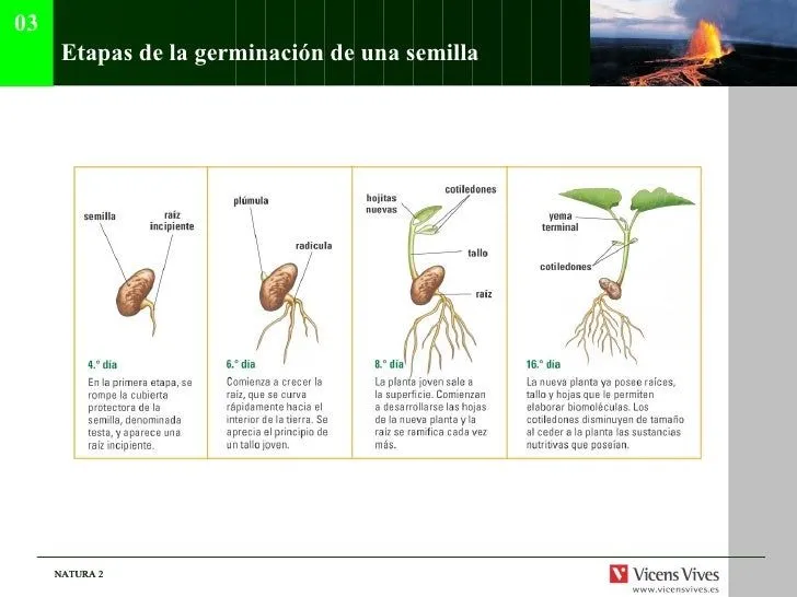 Reproduccindelasplantas 091023100509-phpapp02 Reproduccindelasplantas 091023100509-phpapp02