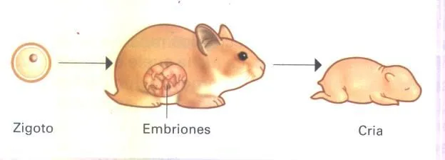 LA REPRODUCCIÓN DE LOS ANIMALES | SOLO TIPS E INFORMACIONES ... LA REPRODUCCIÓN DE LOS ANIMALES | SOLO TIPS E INFORMACIONES ...