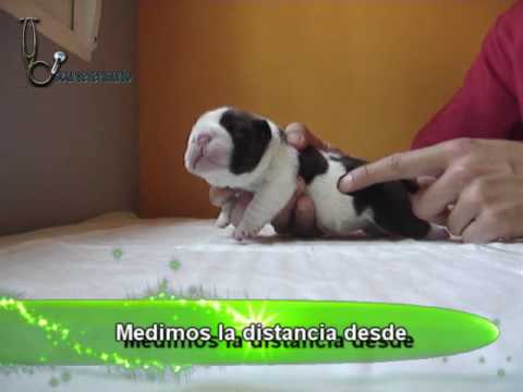 Reproducción en Bulldog Ingles (I), como sondar un cachorro - YouTube