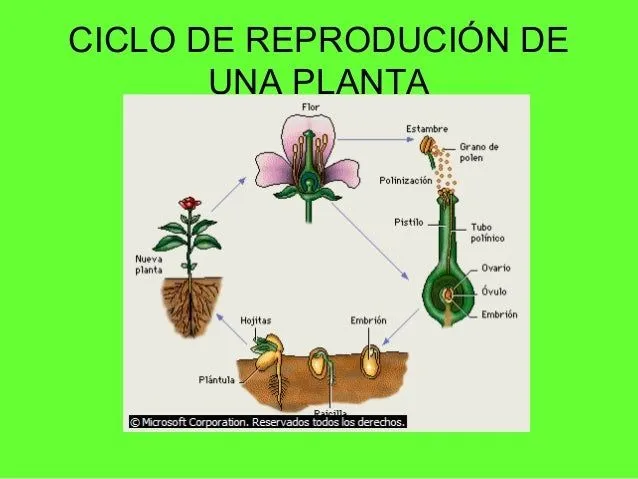 reproduccion-de-las-plantas-9- ...