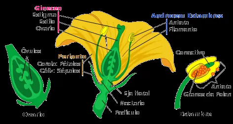 Reproduccion y desarrollo vegetal - Monografias.com