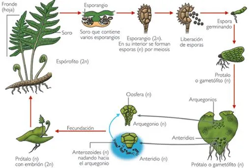 Reproduccion y desarrollo vegetal - Monografias.com Reproduccion y desarrollo vegetal - Monografias.com