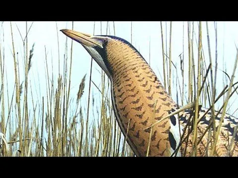 Reproducción Fauna Naturaleza maquetas ederlan - YouTube Reproducción Fauna Naturaleza maquetas ederlan - YouTube
